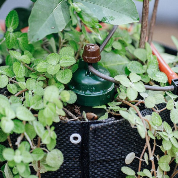 Conheça 5 benefícios da irrigação por gotejamento para plantas caseiras