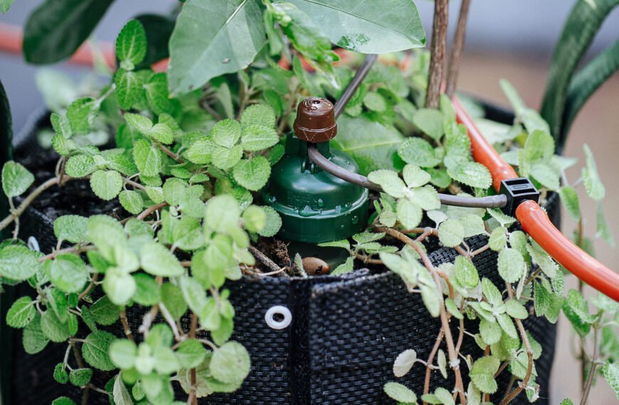 Conheça 5 benefícios da irrigação por gotejamento para plantas caseiras