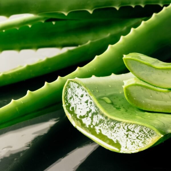 5 benefícios da aloe vera no cultivo de plantas