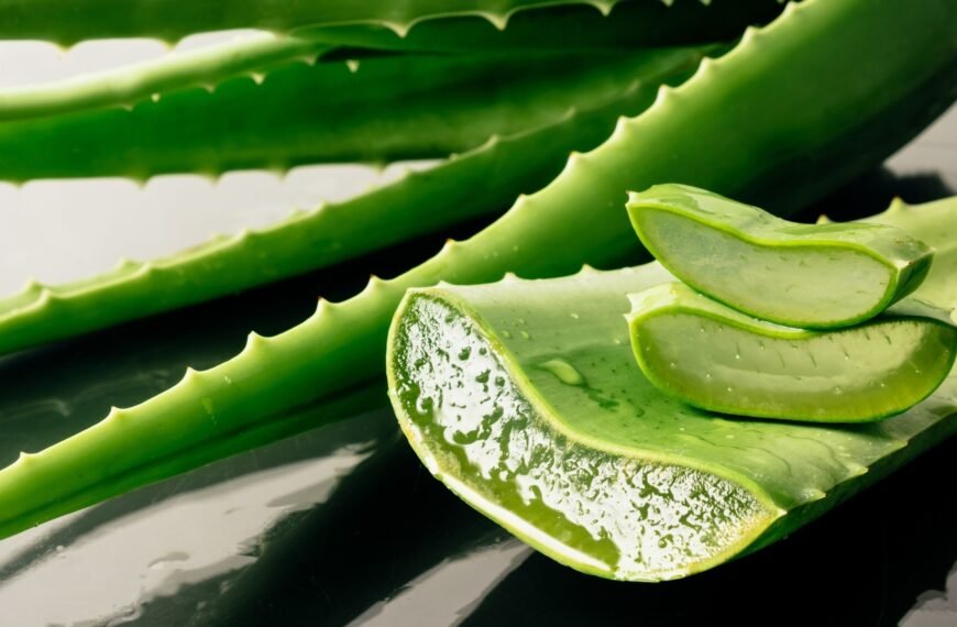 5 benefícios da aloe vera no cultivo de plantas