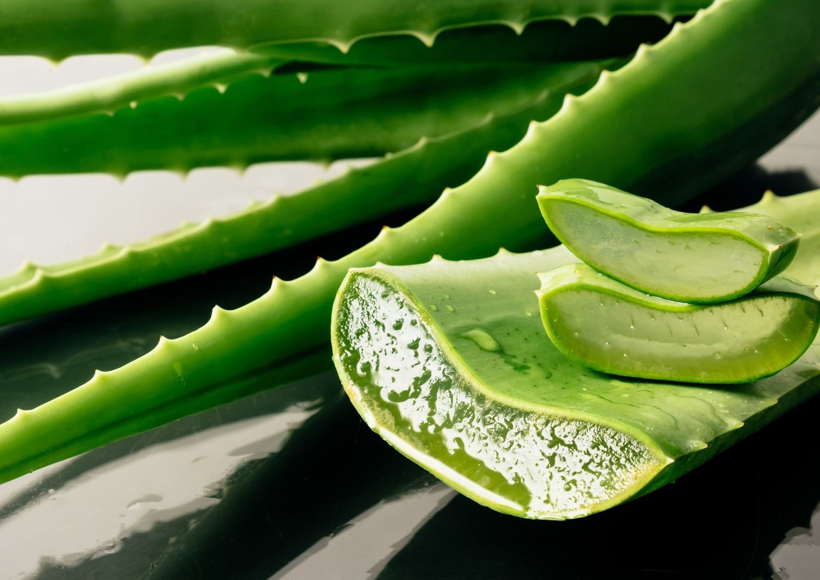 5 benefícios da aloe vera no cultivo de plantas - BioCultivo