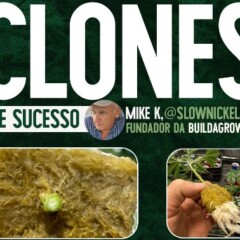 Curso Mike K - Como ter Mães e Clones Saudáveis
