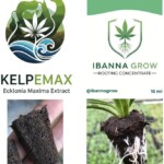 Kit Clonagem BioCultivo (Cubo de Propagação + Ibanna Grow + Kelpemax 250ml)