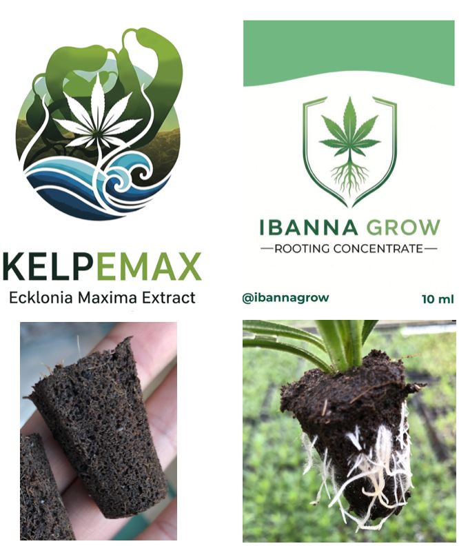 Kit Clonagem BioCultivo (Cubo de Propagação + Ibanna Grow + Kelpemax 250ml)