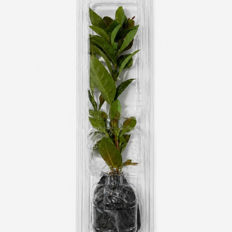 Embalagem para Transporte de Mudas e Clones