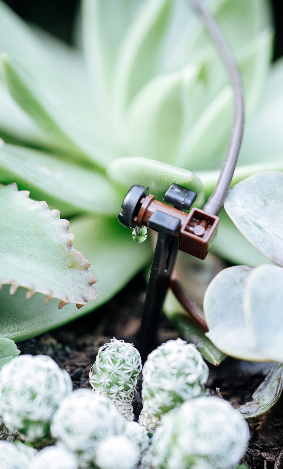 BioCultivo-Distribuidor-Conta-Gotas-Final