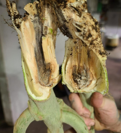 WhatsApp Image 2025-09-29 at 21.22.21 (1)